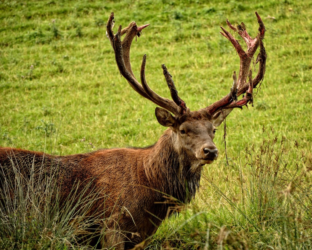 An Elk shedding it's velvet stands in a field.