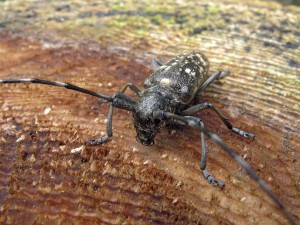 Wood-boring beetles can create costly damage.