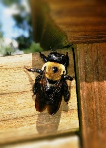 Carpenter bees can cause damage to wooden garages and homes.