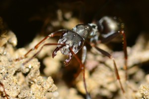 Carpenter ants are very common and can cause structural damage in wood garages and homes.